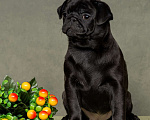 Собаки в Санкт-Петербурге: Мопс девочка, чёрный окрас. Девочка, 70 000 руб. - фото 3