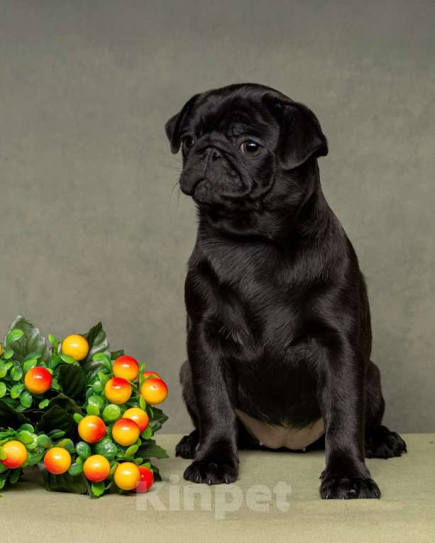 Собаки в Санкт-Петербурге: Мопс девочка, чёрный окрас. Девочка, 70 000 руб. - фото 3
