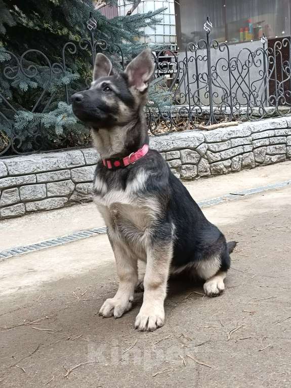 Собаки в Екатеринбурге: Продаются щенки восточноевропейской овчарки Девочка, 30 000 руб. - фото 2
