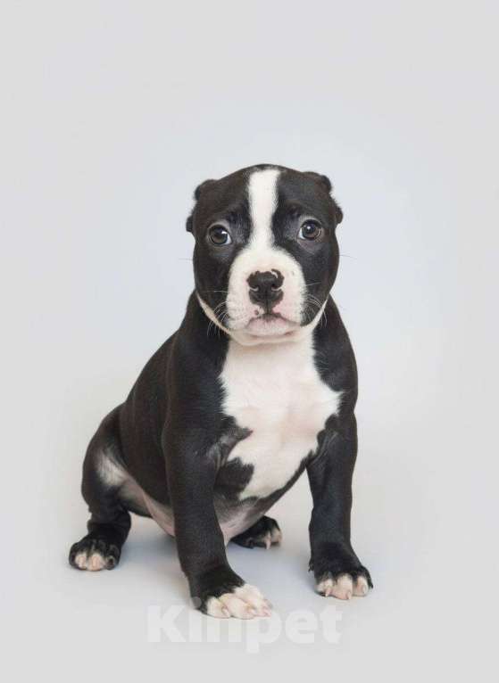 Собаки в других городах Московской области: Американский Булли Мальчик, 120 000 руб. - фото 2