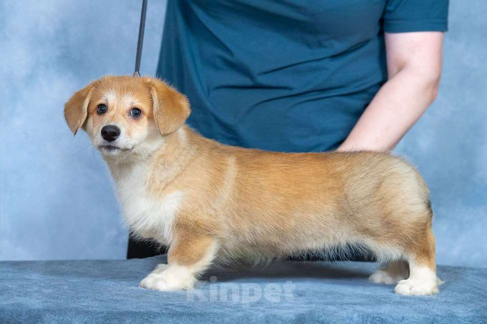 Собаки в Москве: Вельш корги пемброк Девочка, 80 000 руб. - фото 5