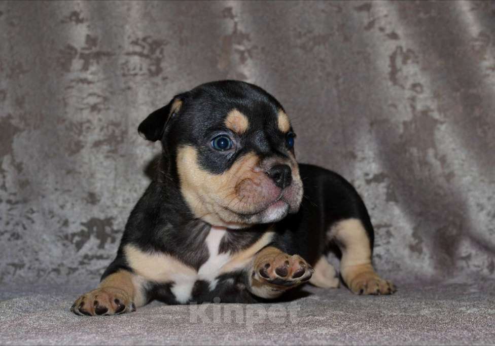 Собаки в Москве: Щенки Американский булли Мальчик, 80 000 руб. - фото 2