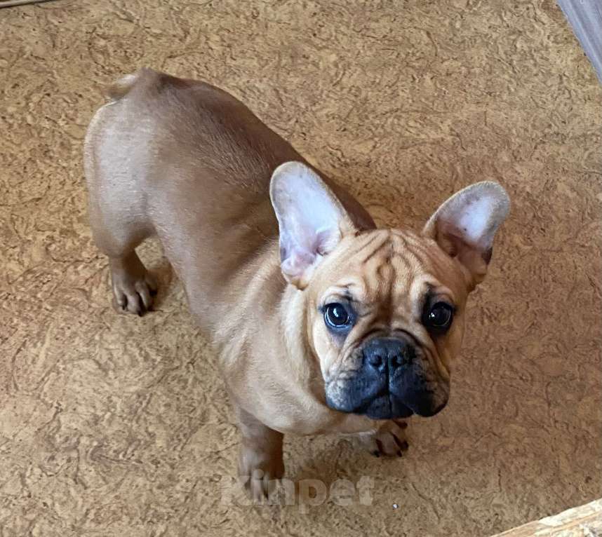 Собаки в Санкт-Петербурге: Великолепная девочка французик !  Девочка, 45 000 руб. - фото 6