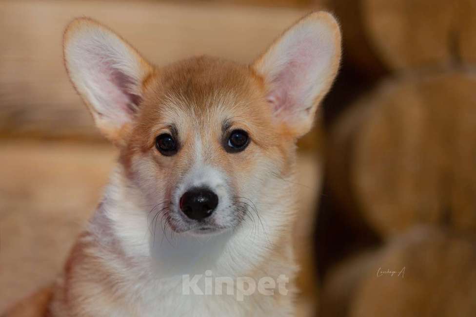 Собаки в Москве: Лотус Мальчик, 80 000 руб. - фото 2