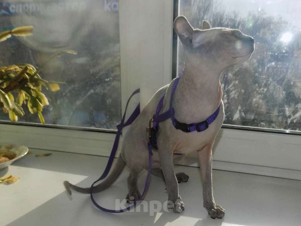 Кошки в Москве: Канадский сфинкс эльф, девочка Девочка, 30 000 руб. - фото 4