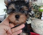 Собаки в других городах Свердловской области: Йоркширский терьер щенок Девочка, 50 000 руб. - фото 1