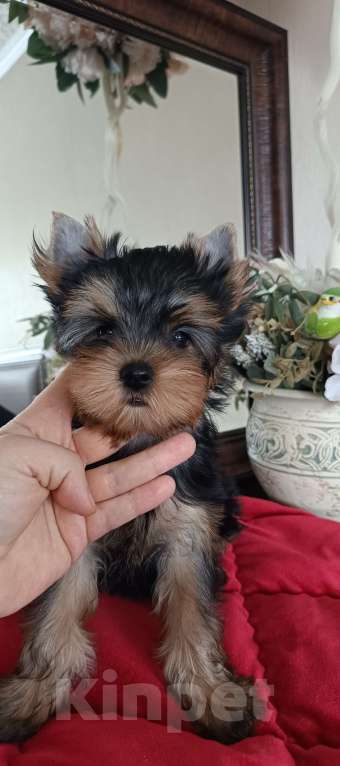 Собаки в других городах Свердловской области: Йоркширский терьер щенок Девочка, 50 000 руб. - фото 1