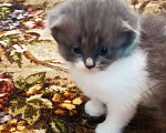 Кошки в Ставрополе: котята Мальчик, 50 руб. - фото 1