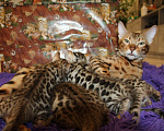 Кошки в Колпашево: Бенгальские котята, 15 000 руб. - фото 7