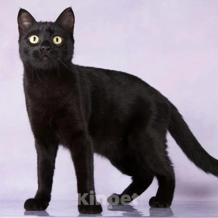 Кошки в Москве: Васю выкинули хозяева Мальчик, Бесплатно - фото 3