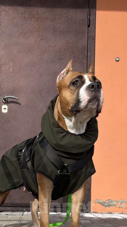 Собаки в Курске: Щенки АСТ Девочка, 40 руб. - фото 7