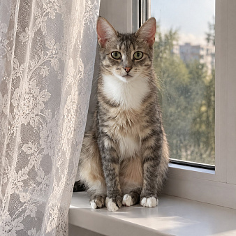 Милый ласковый котик Лео в добрые руки