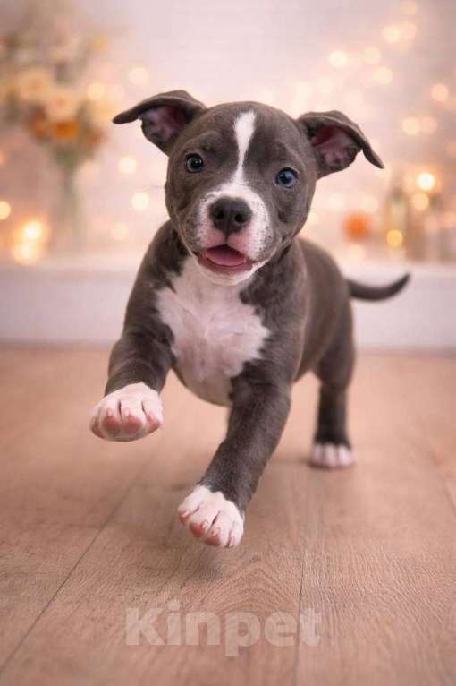 Собаки в Челябинске: Щенки Американского булли  Мальчик, 80 000 руб. - фото 7