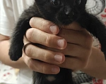 Кошки в Мытищах: Котики в добрые руки Мальчик, Бесплатно - фото 2