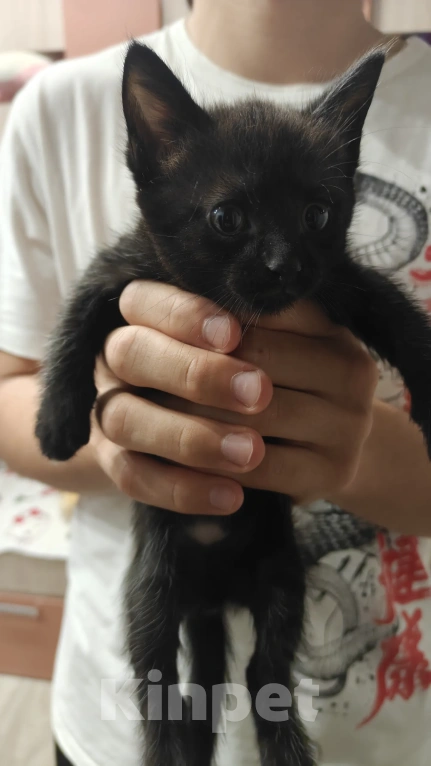 Кошки в Мытищах: Котики в добрые руки Мальчик, Бесплатно - фото 2