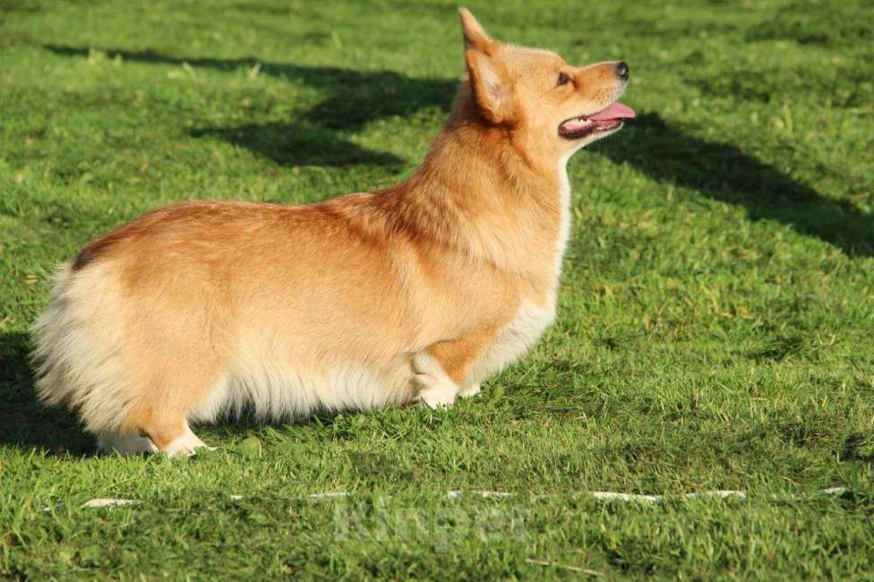 Собаки в Твери: Сука вельш-корги пемброк 1год Девочка, 40 000 руб. - фото 4