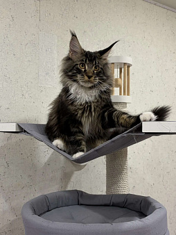 Котенок Мейн-кун