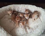 Кошки в Москве: Шотландские вислоухие котята Девочка, 50 000 руб. - фото 9