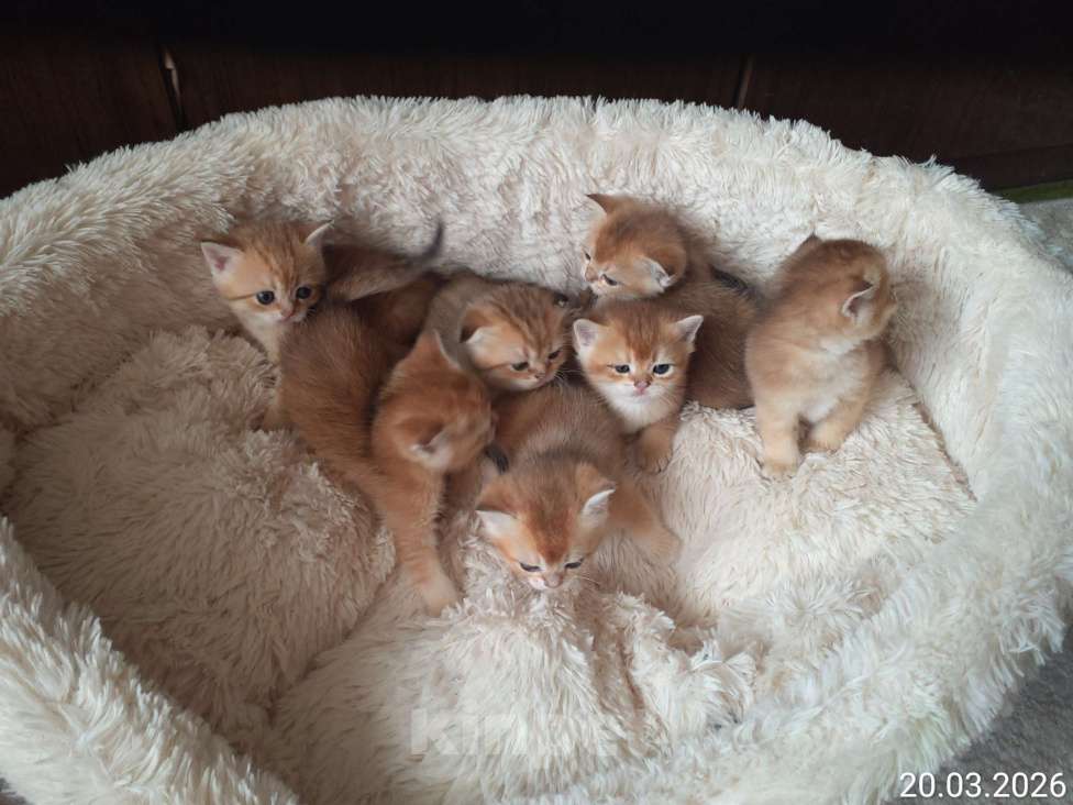 Кошки в Москве: Шотландские вислоухие котята Девочка, 50 000 руб. - фото 9
