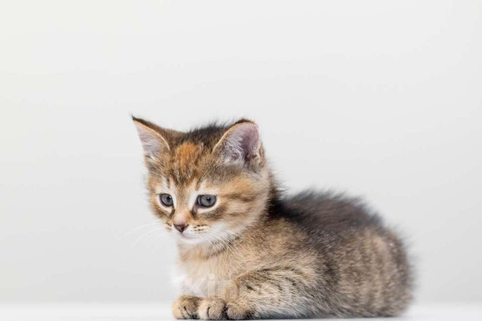 Кошки в Москве: Анита Девочка, Бесплатно - фото 3