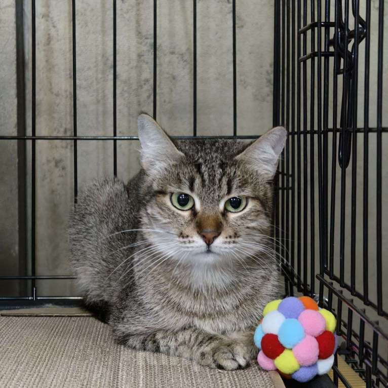 Кошки в Москве: Кошечка в добрые руки Девочка, Бесплатно - фото 2