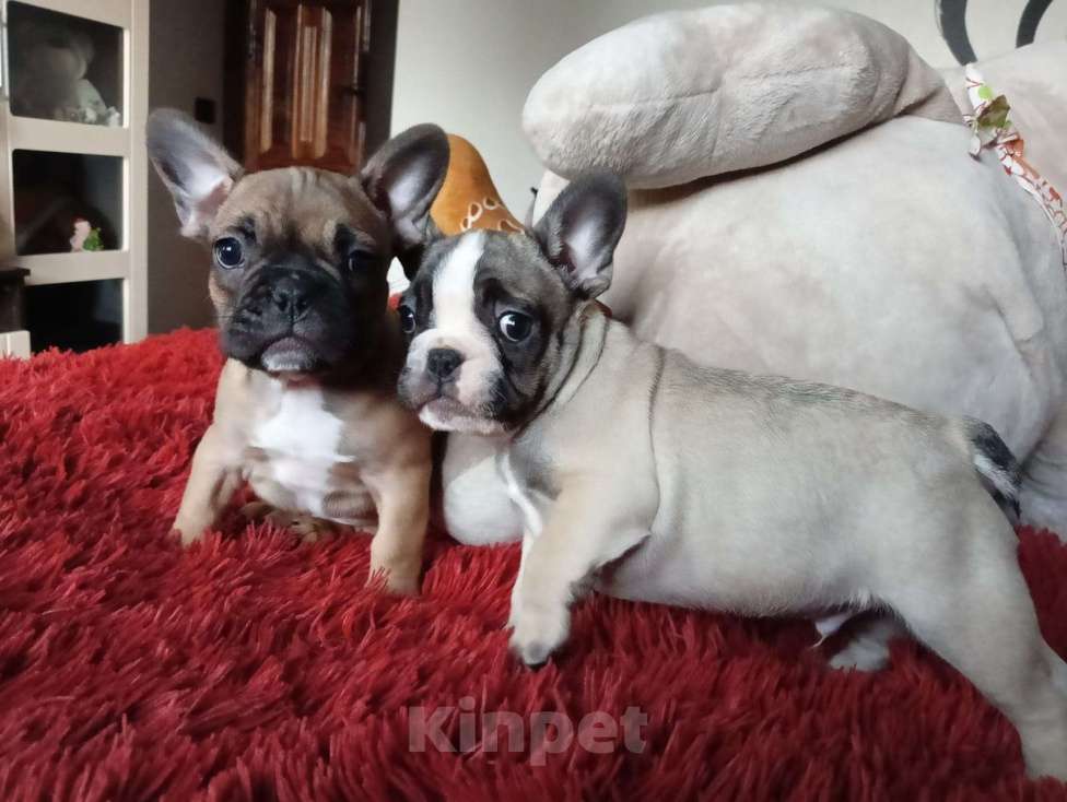 Собаки в Курске: Французский бульдог  Мальчик, 20 000 руб. - фото 2