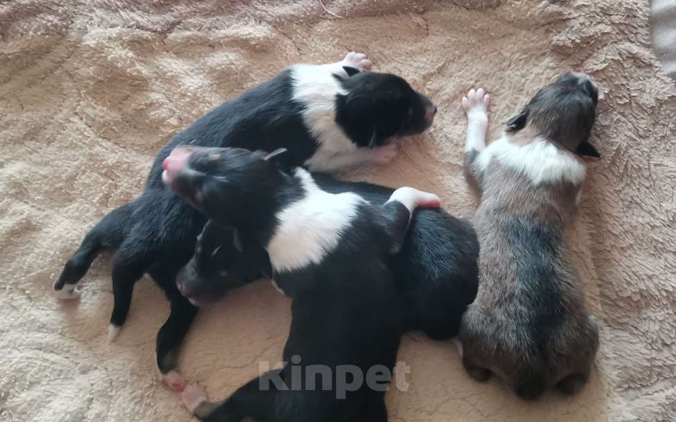 Собаки в Чебоксарах: Щенки колли длинношёрстной Разнополые, 40 000 руб. - фото 1