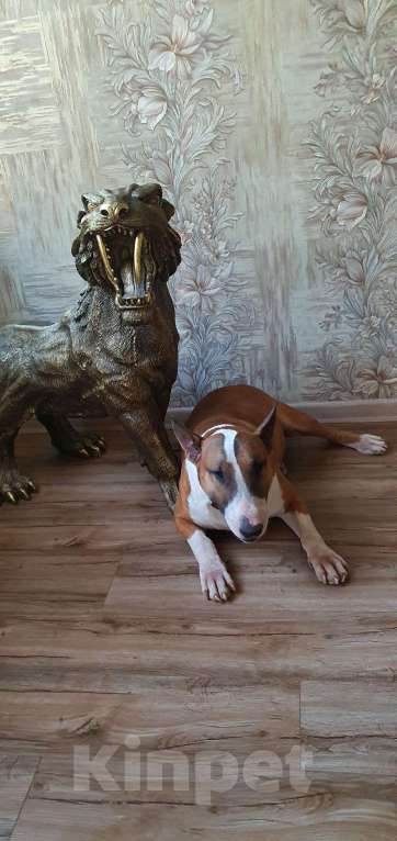 Собаки в Геленджике: Предлагаем прекрасного кобеля к вязке Мальчик, Бесплатно - фото 4