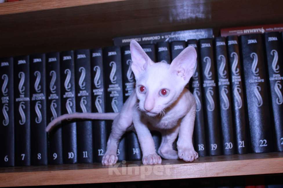 Кошки в Москве: белый голубоглазый кудрявый котенок Мальчик, 60 000 руб. - фото 3