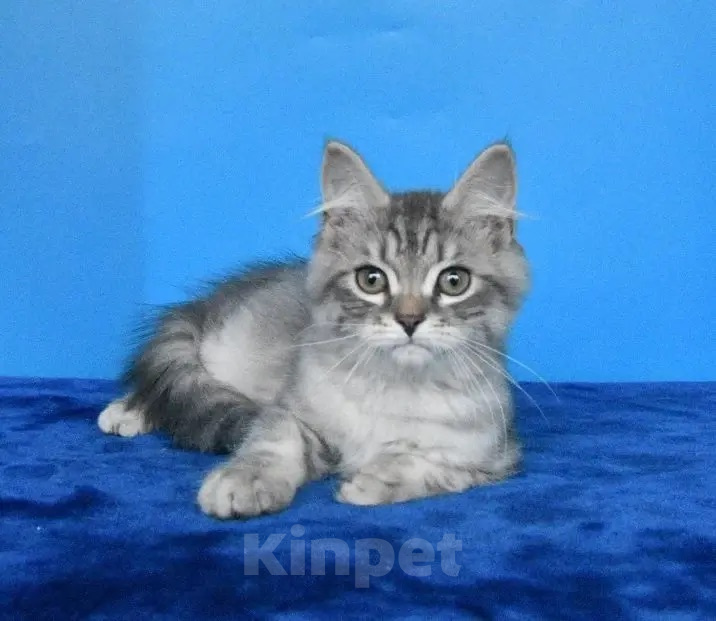 Кошки в Москве: Сибирский котик. Мальчик, 45 000 руб. - фото 1