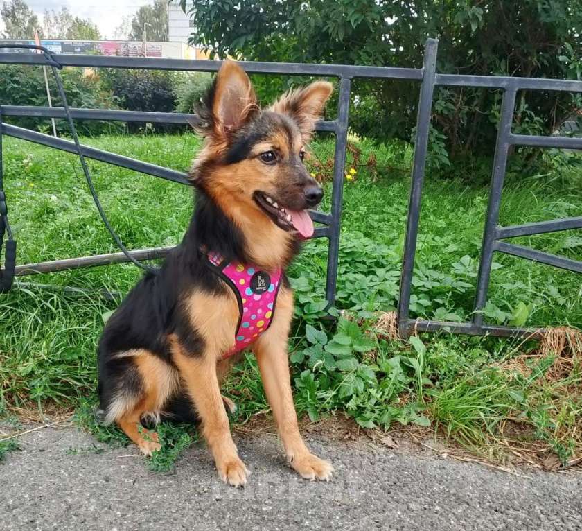 Собаки в Санкт-Петербурге: Красивая маленькая собачка, 7 месяцев Девочка, Бесплатно - фото 4