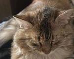 Кошки в Москве: Потерялся котенок кошка  10 мес  Девочка, 50 000 руб. - фото 4