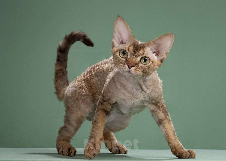 Кошки в Москве: Кот породы DRX титулованный (Луи) Мальчик, 20 000 руб. - фото 3