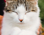 Кошки в Москве: Самая уютная кошка Девочка, Бесплатно - фото 6
