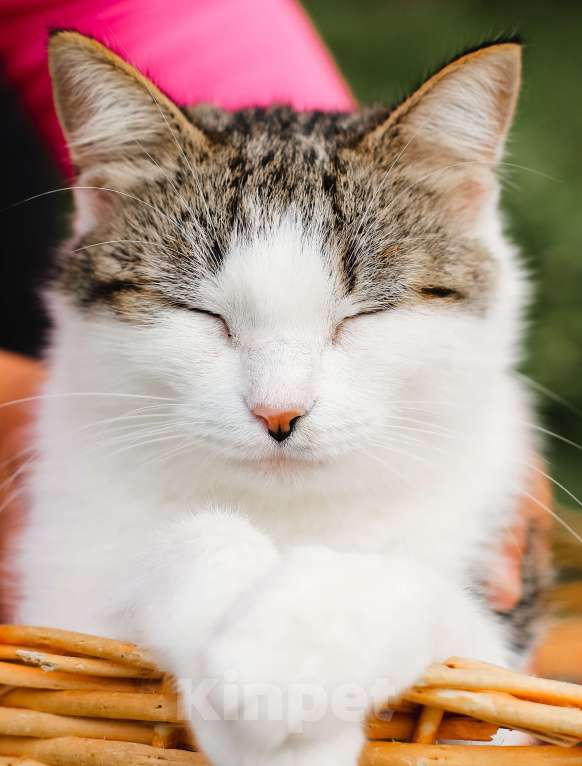 Кошки в Москве: Самая уютная кошка Девочка, Бесплатно - фото 6