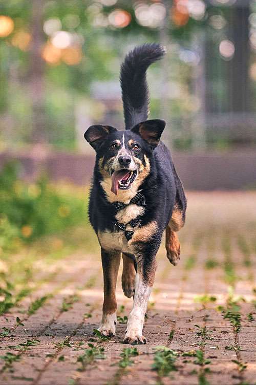 Собаки в Москве: Обаяшка Том ищет свою семью Мальчик, 10 руб. - фото 6