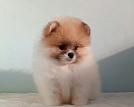 Собаки в Москве: Померанский шпиц, мини девочка Девочка, 25 000 руб. - фото 8