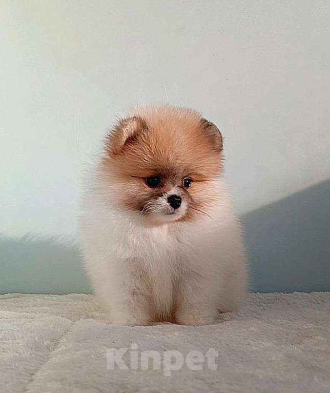 Собаки в Москве: Померанский шпиц, мини девочка Девочка, 25 000 руб. - фото 8