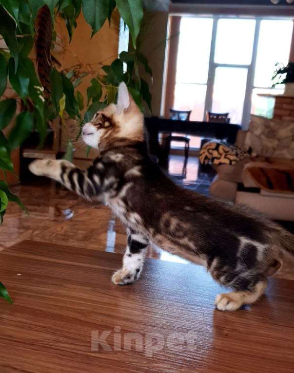 Кошки в Симферополе: Бенгальская девочка  Девочка, 25 000 руб. - фото 2