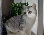 Кошки в Ангарске: Найден кот Мальчик, Бесплатно - фото 2