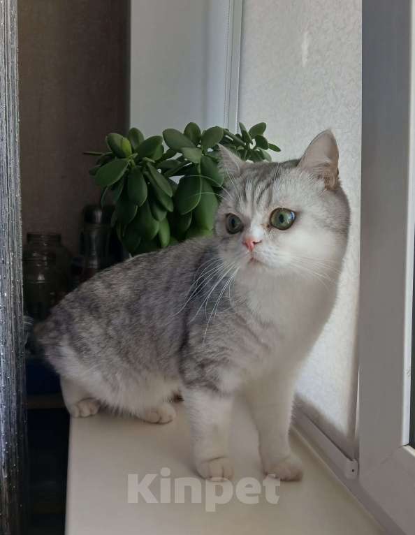 Кошки в Ангарске: Найден кот Мальчик, Бесплатно - фото 2