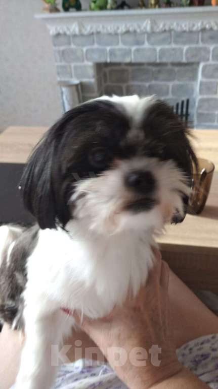 Собаки в Новороссийске: непоседа ШИ-ТЦУ Мальчик, 20 000 руб. - фото 4