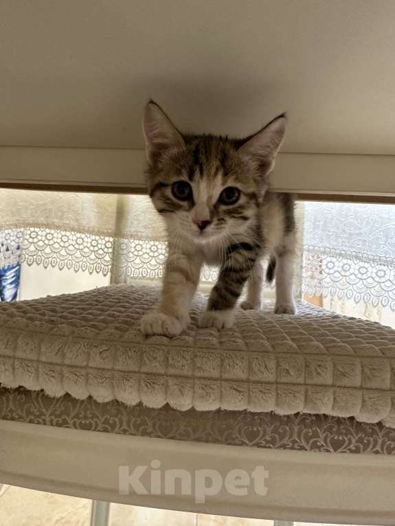 Кошки в Иркутске: Отдам котенка в добрые руки Девочка, Бесплатно - фото 2