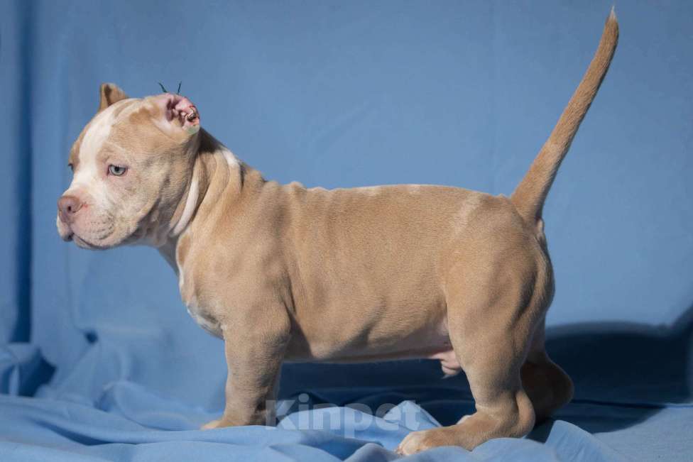 Собаки в Москве: Щенок Американского булли Мальчик, 150 000 руб. - фото 4