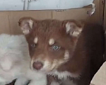 Собаки в Москве: щенки выброшены на пром зону Мальчик, Бесплатно - фото 3