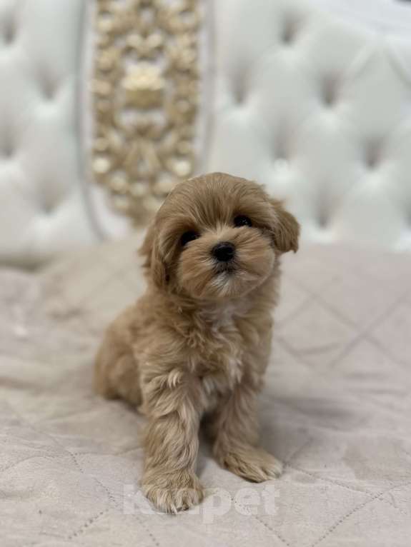 Собаки в Самаре: Мальтипу F1 щенки девочка  Девочка, 110 000 руб. - фото 10