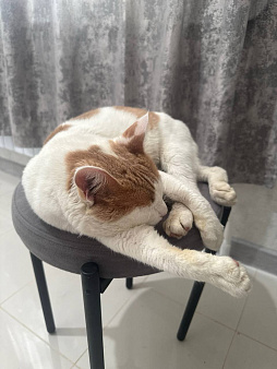 ласковый котик в добрые руки