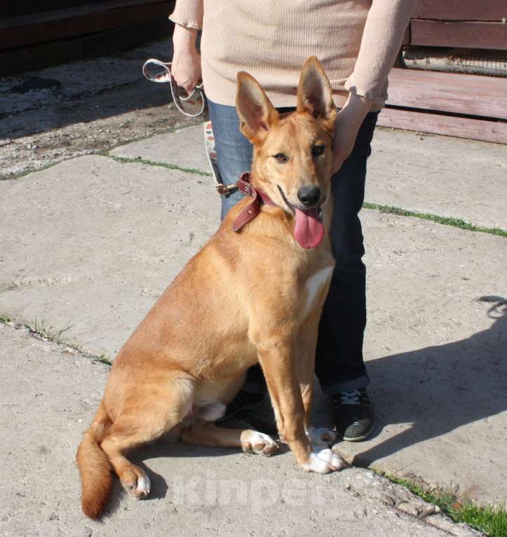 Собаки в Москве: Красавчик Лео очень хочет домой Мальчик, Бесплатно - фото 6