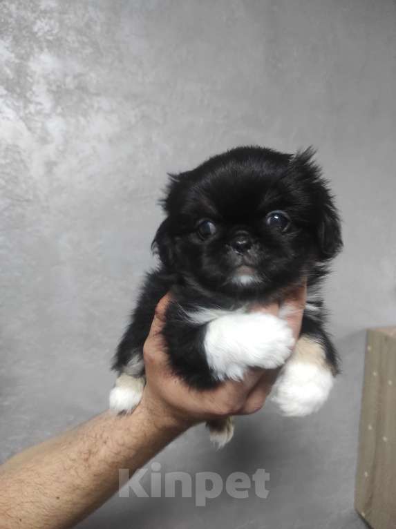 Собаки в Георгиевске: Щенки мини пекинеса Мальчик, 7 000 руб. - фото 1