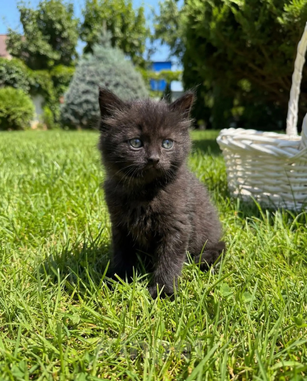 Кошки в Краснодаре: БРИТАНСКИЕ КОРОТКОШЕРСТНЫЕ КОТЯТА Девочка, Бесплатно - фото 4